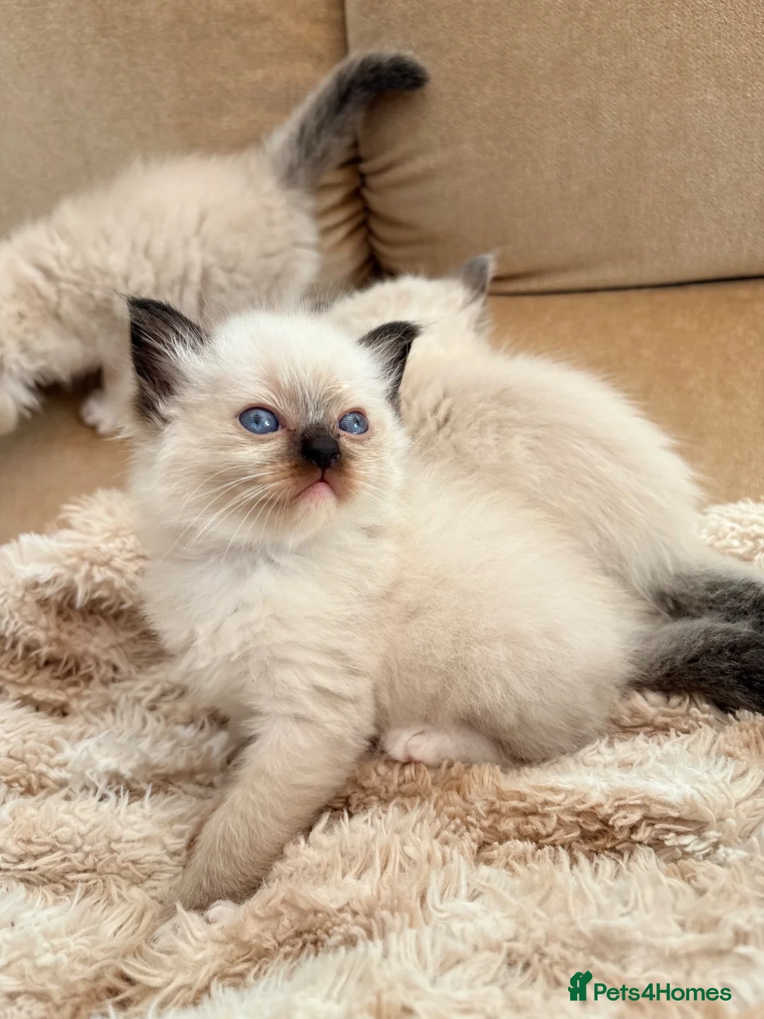 Ragdoll cats for sale: Beautiful Ragdoll kittens! in Fareham - Advert 1