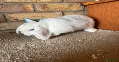 Mini Lop rabbits - Advert 7