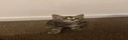 Mixed Breed cats for sale: 5 mixed kittens for sale  in Wallasey - Advert 6