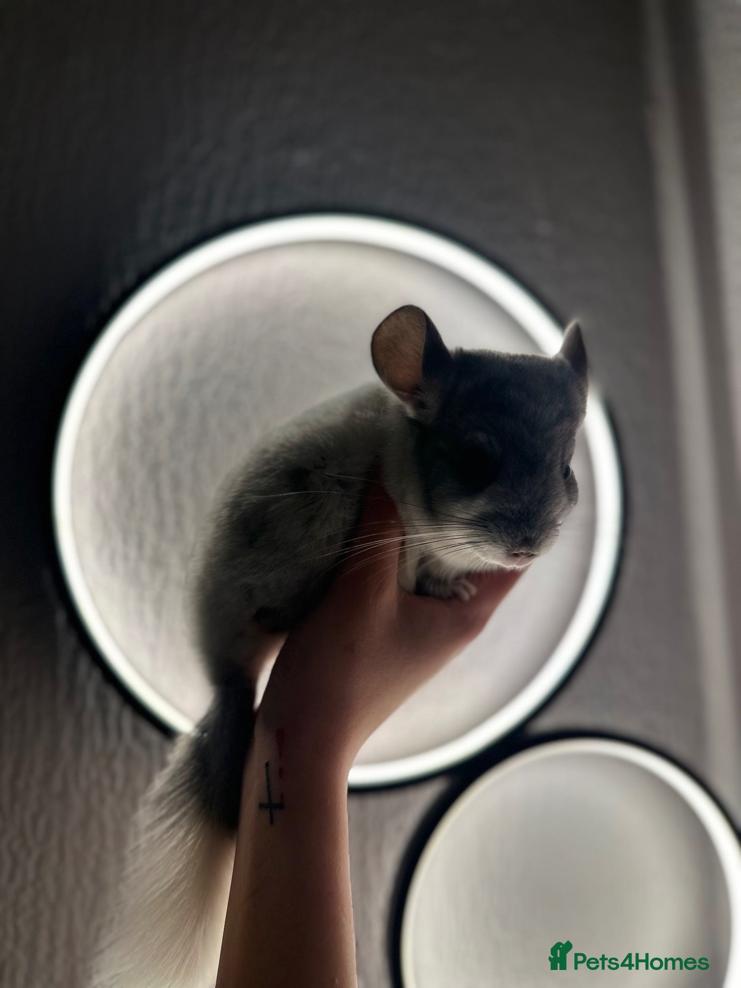 Chinchilla rodents Beautiful chinchilla kit male  - Advert 1