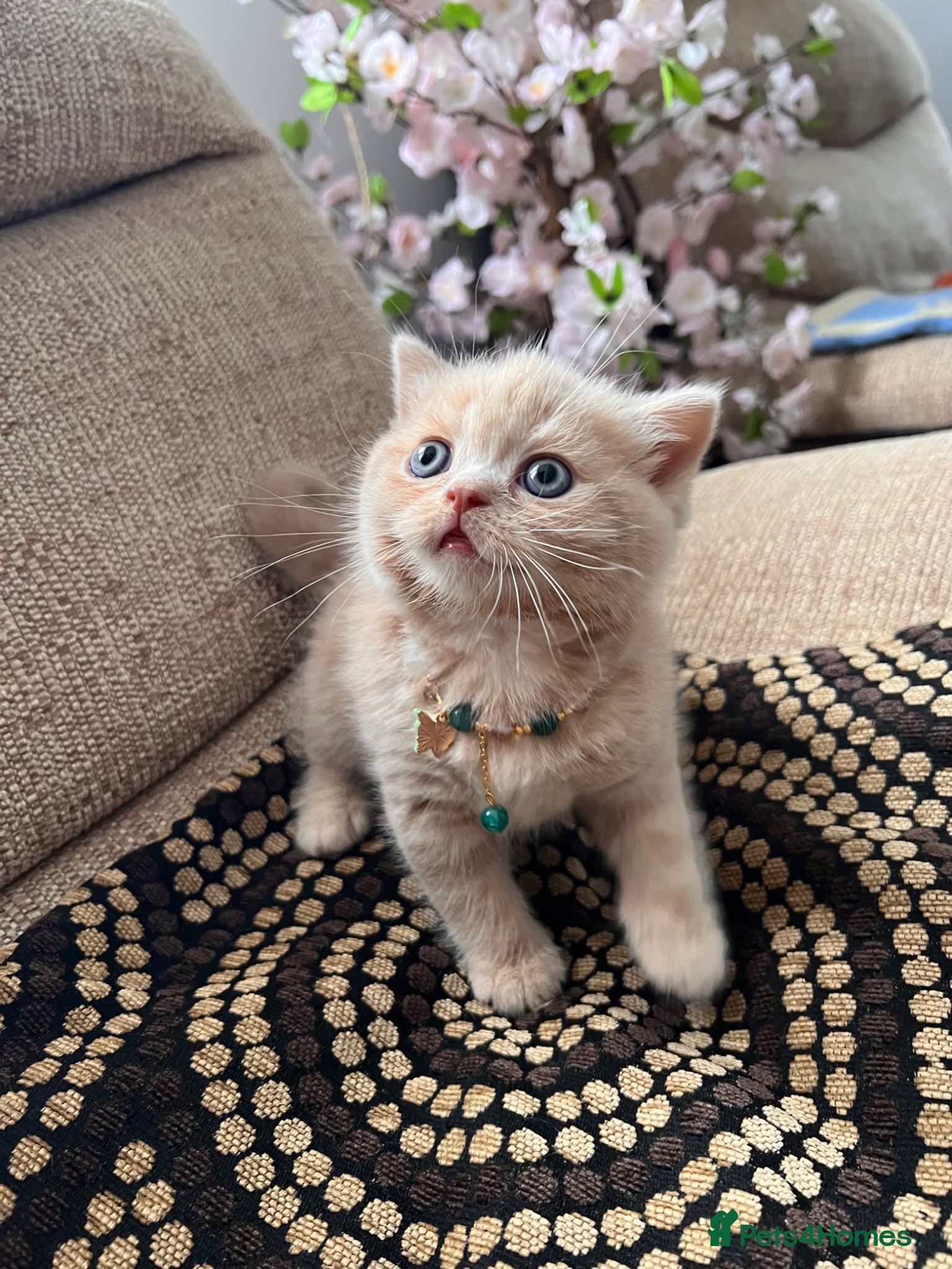 Scottish Fold cats for sale: 😻SCOTTISH FOLD 😻 CREAM & RED COLOUR 😻 - Advert 6