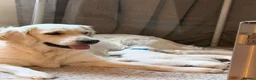 Golden Retriever dogs for sale: Beautiful Golden Retriever Puppies born 21/06/26 - Advert 12