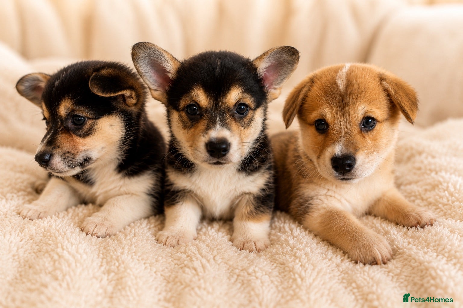 Welsh Corgi Pembroke dogs KC Registered Pembroke Welsh Corgi Puppies - Advert 1