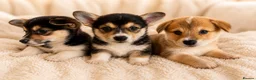 Welsh Corgi Pembroke dogs for sale: KC Registered Pembroke Welsh Corgi Puppies - Advert 3