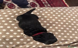 Basset Hound dogs for sale: Beautiful Basset Hound Puppies - Advert 19