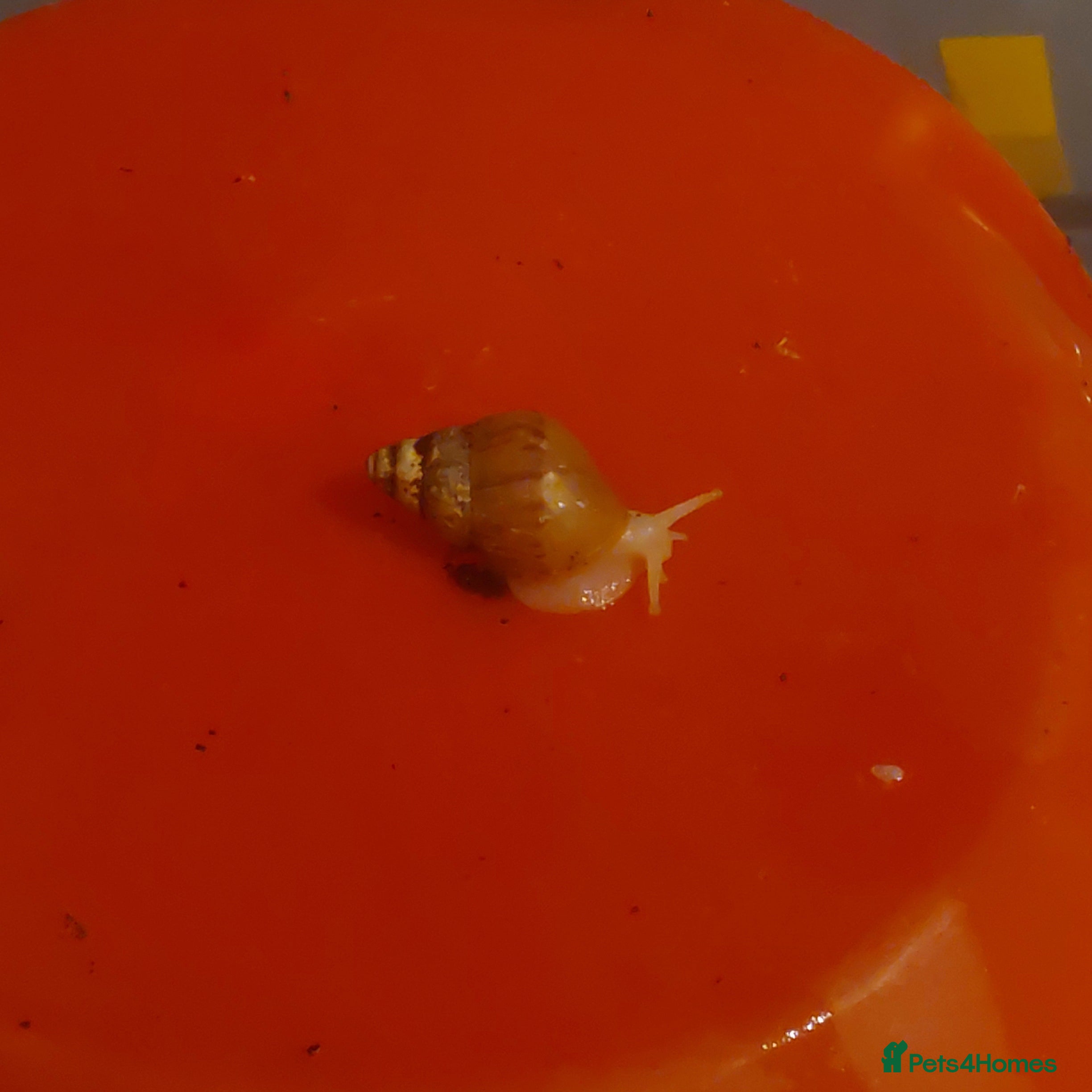 Snails invertebrates Giant African Land Snail Baby - Advert 17