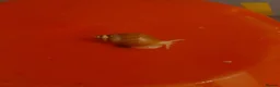 Snails invertebrates for sale: Giant African Land Snail Baby - Advert 1