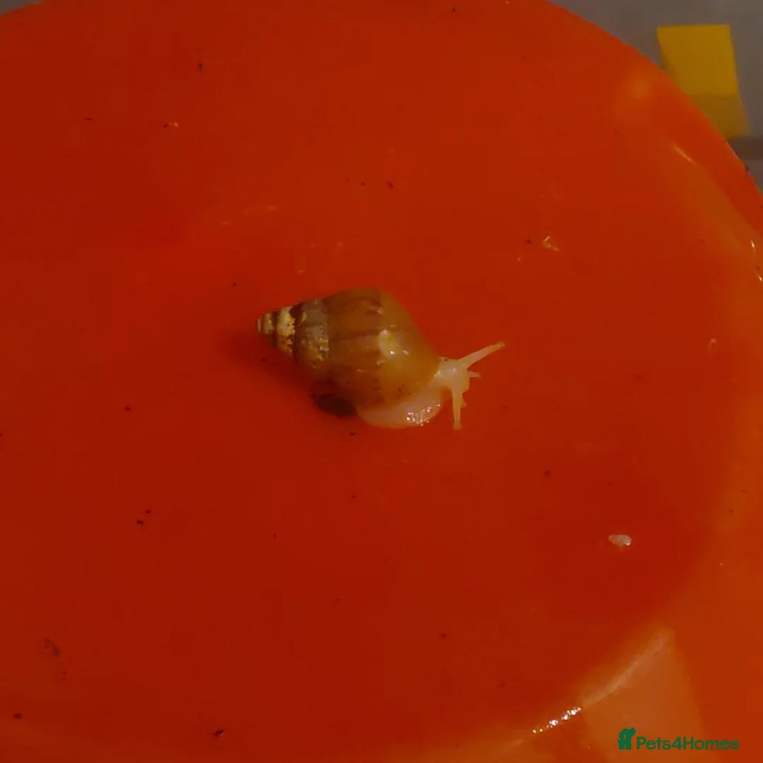 Snails invertebrates for sale: Giant African Land Snail Baby - Advert 1