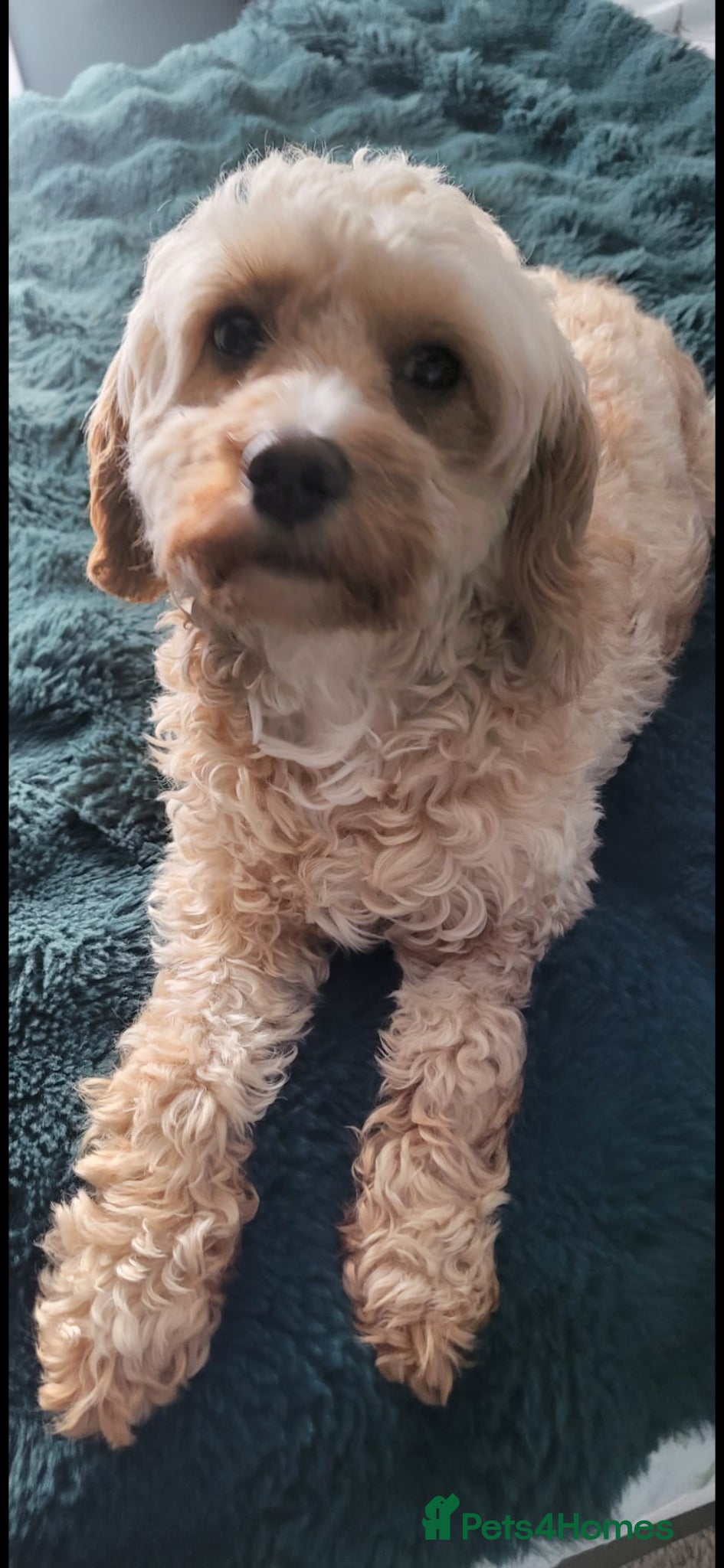 Cavapoo dogs for sale: HEALTH TESTED PARENTS. ETHICAL,STRUCTURED BREEDING - Advert 1