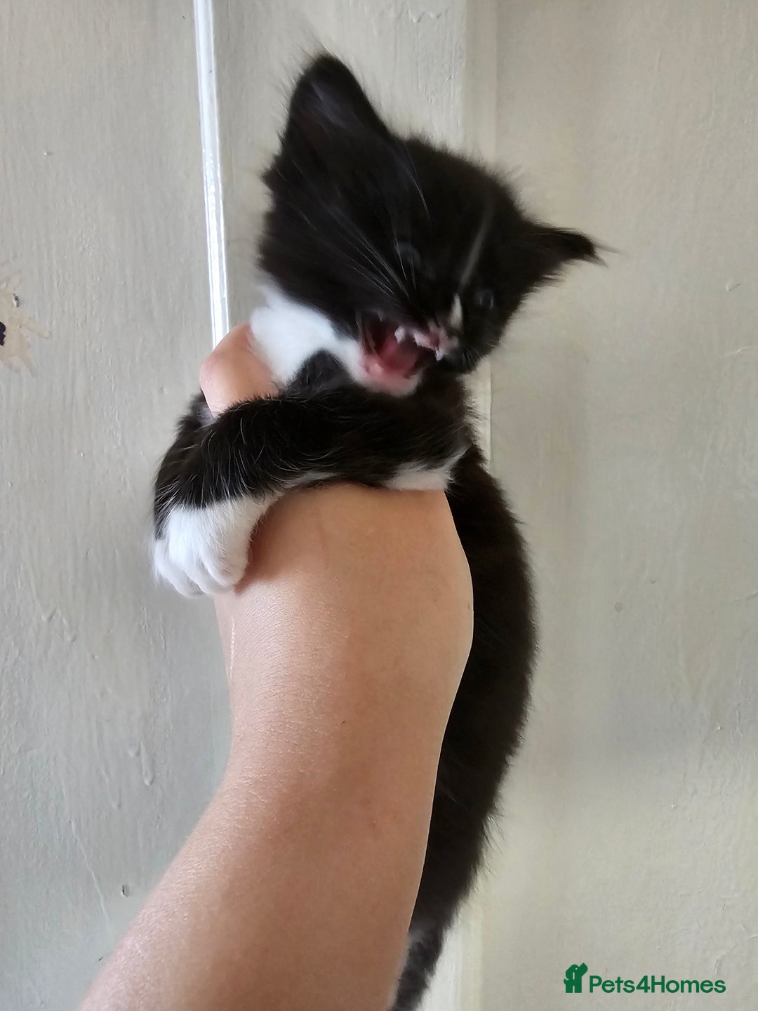 Mixed Breed cats for sale: Kittens for sale ready to leave to good homes  - Image 10