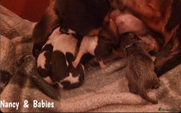 Jack Russell dogs for sale: miniature Jack Russell Puppies - Image 19