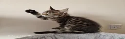 Maine Coon cats for sale: Licensed breeder-maine coon kittens - Advert 15