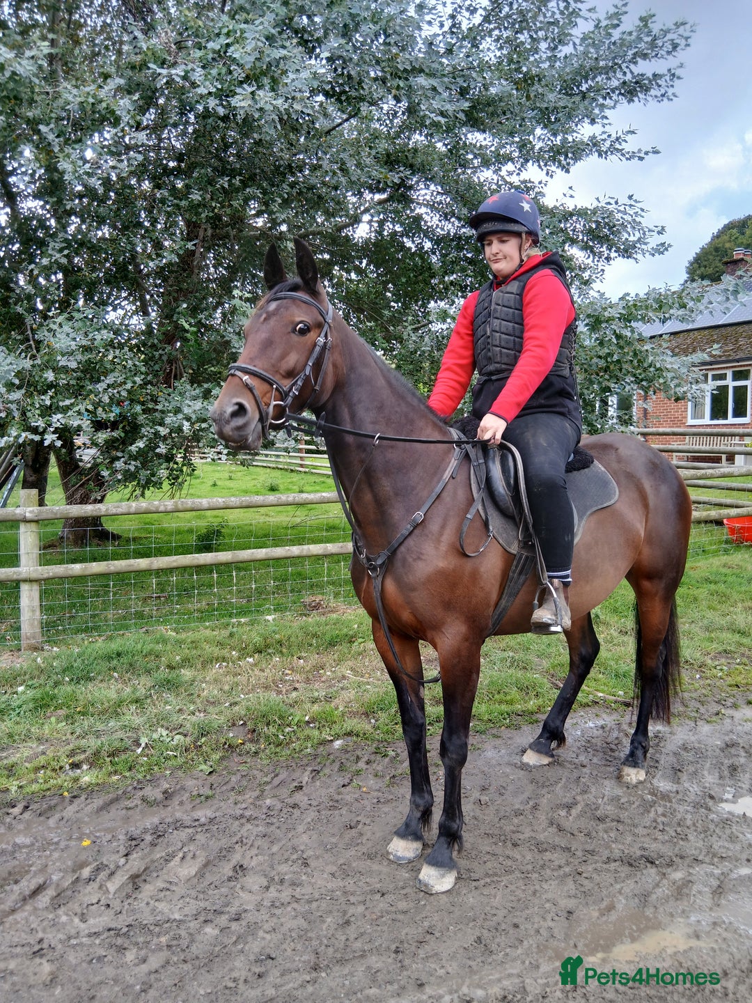 American Standardbred horses for sale: Allrounder horse  - Image 2