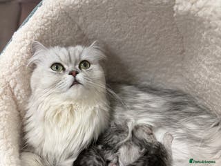 Persian cats 2 female 1 male chinchilla Persian kittens - Advert 2