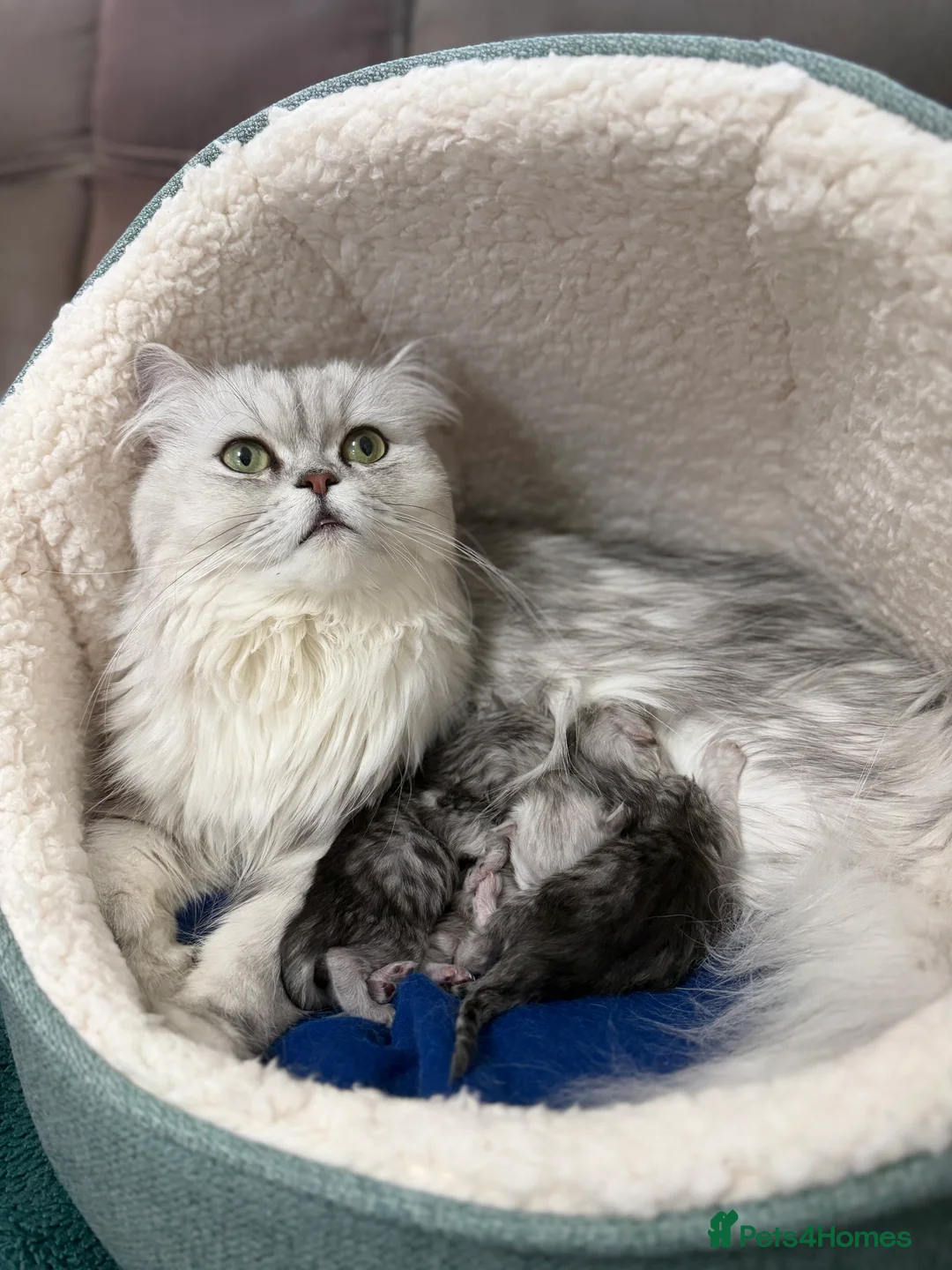Persian cats for sale: 2 female 1 male chinchilla Persian kittens - Advert 1