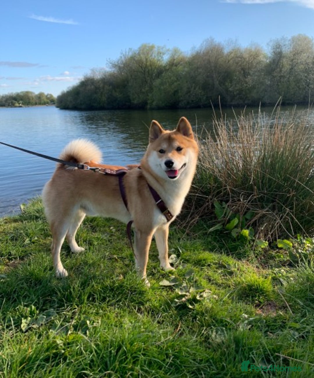 Japanese Shiba Inu dogs for stud: KC Registered Shiba Inu Stud Dog in Newcastle upon Tyne - Image 6
