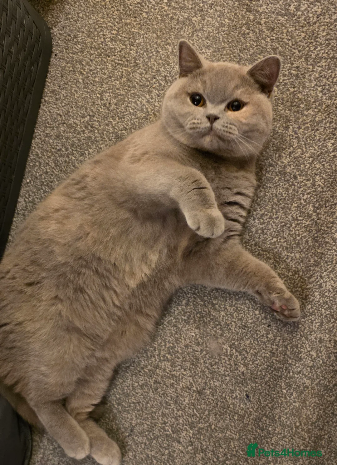 British Shorthair cats for sale: ACTIVE BSH LILAC TORTIE GCCF & TICA REGISTERED  - Advert 5