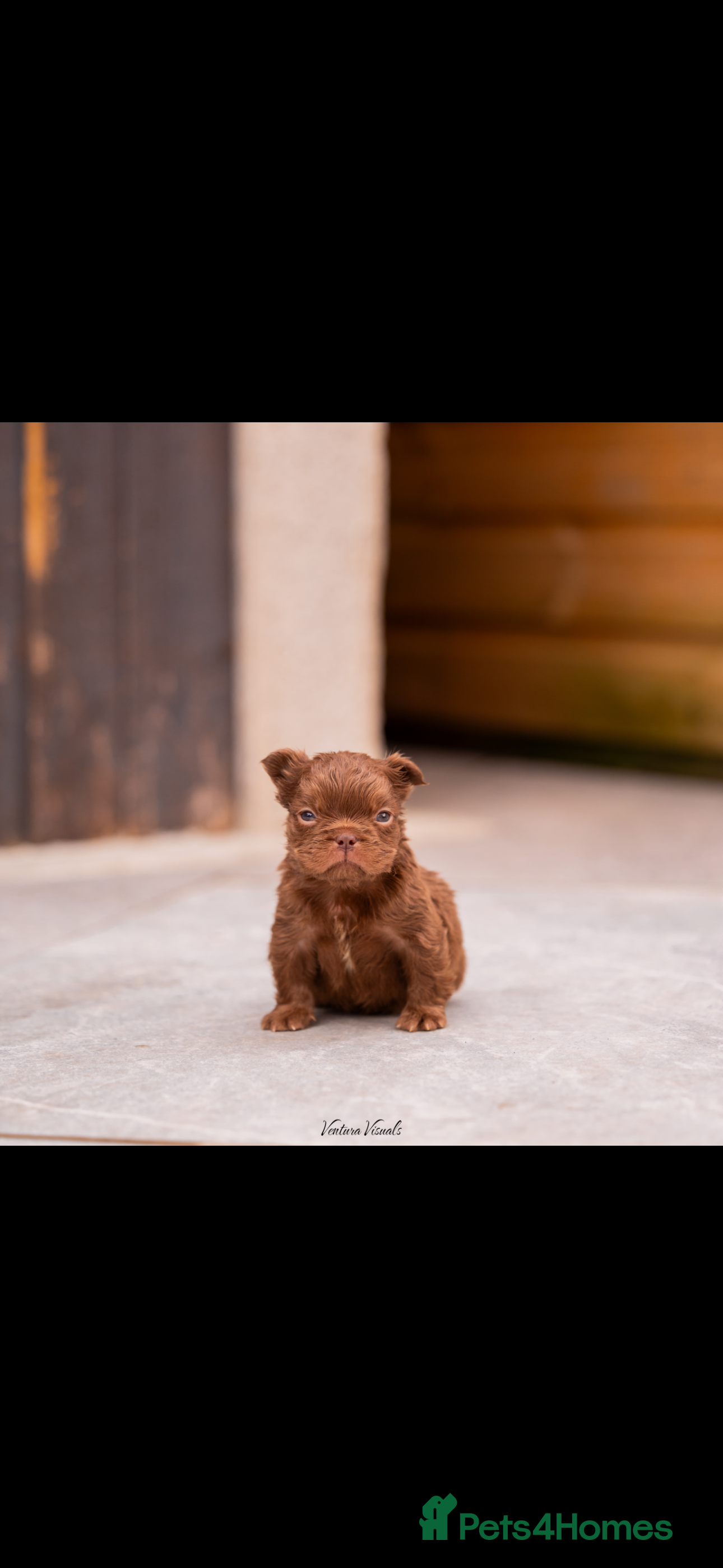 French Bulldog dogs READ INFO fluffy and carrier french bulldogs - Advert 2