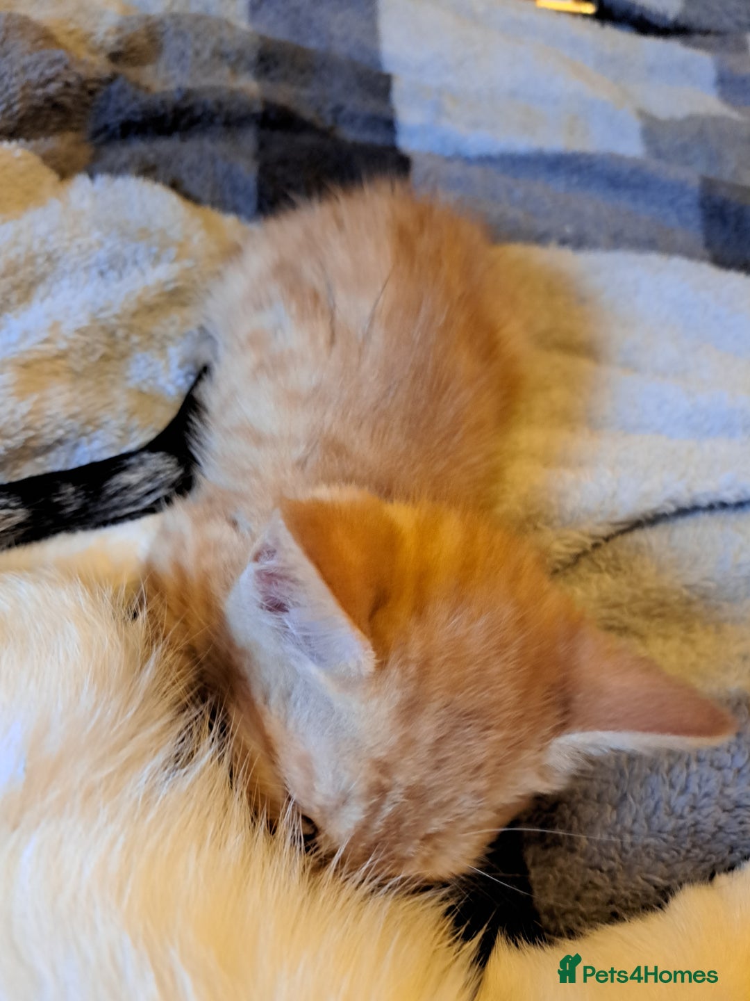 Mixed Breed cats for sale: 6 kittens  - Advert 1