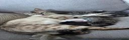 Bengal cats for sale: beautiful litter ready to leave 21st may - Advert 17