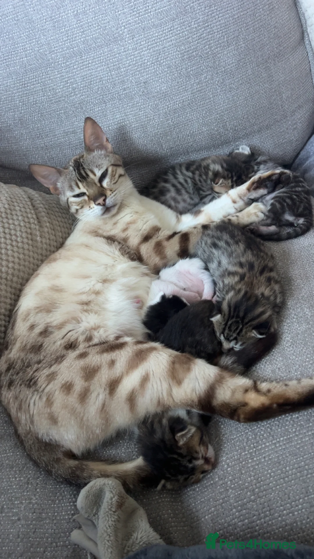 Bengal cats for sale: beautiful litter ready to leave 21st may - Advert 17