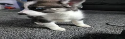 Huskita dogs for sale: huskita/siberian husky puppies - Advert 18