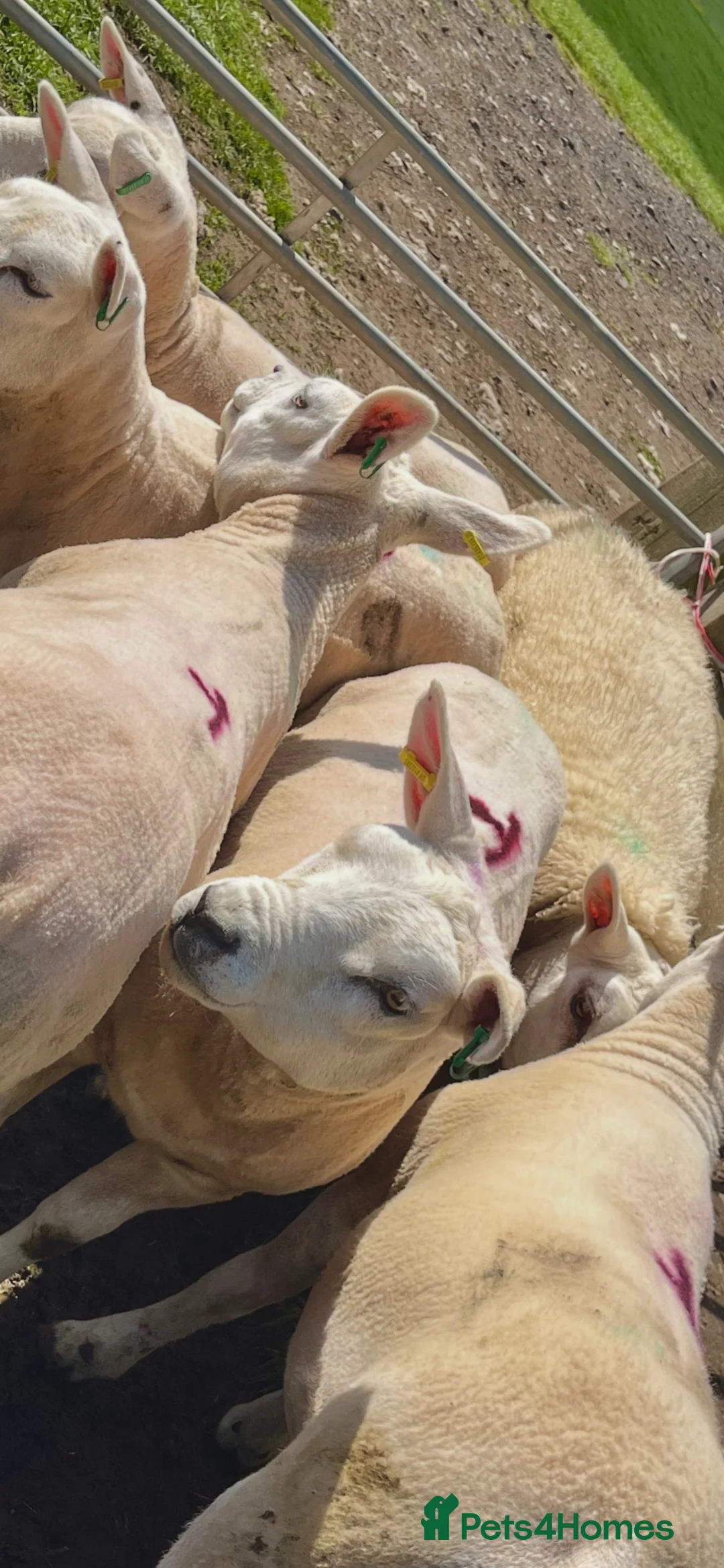 Sheep livestock for sale: Pedigree Texel Gimmer Shearlings in Whitby - Advert 1