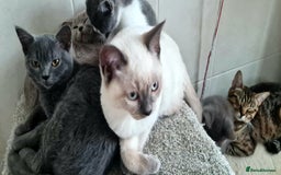 British Shorthair cats for sale: Beautiful Blue British, Lilac, Color point, Tabby  - Image 12