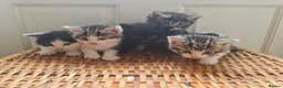 Mixed Breed cats for sale: 5 kittens for sale  - Advert 10