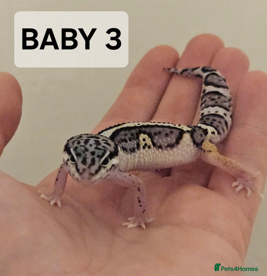 Leopard Gecko reptiles for sale: Home bred leopard geckos  - Image 3
