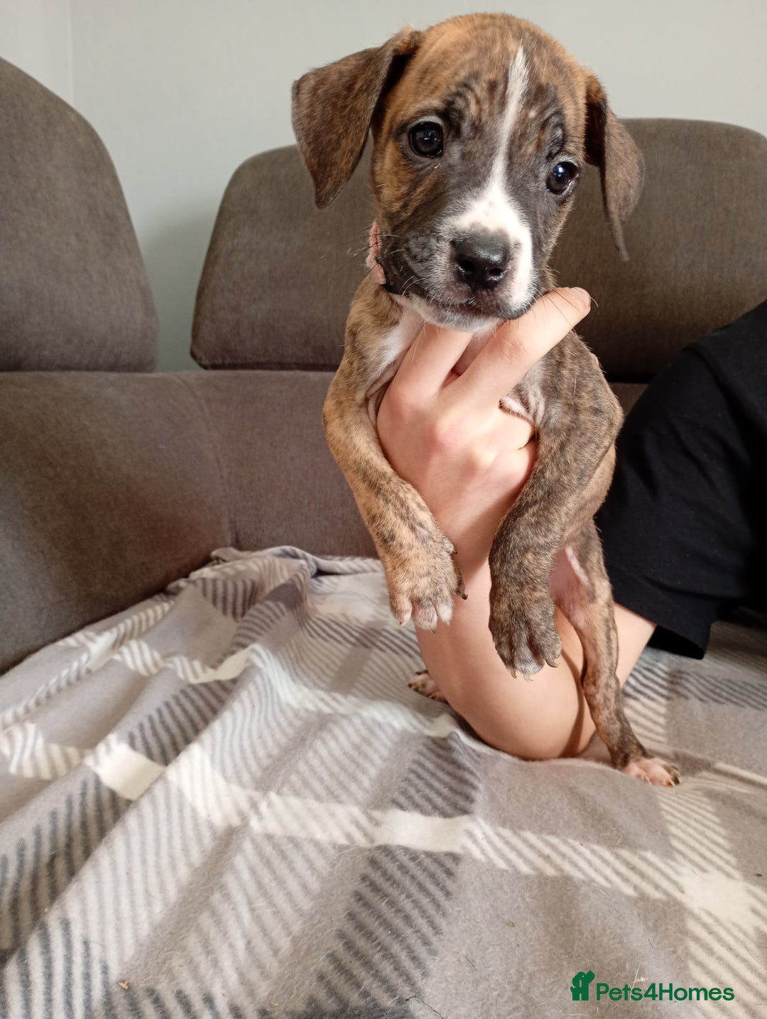 Mixed Breed dogs for sale: Mastiff cross  - Image 6