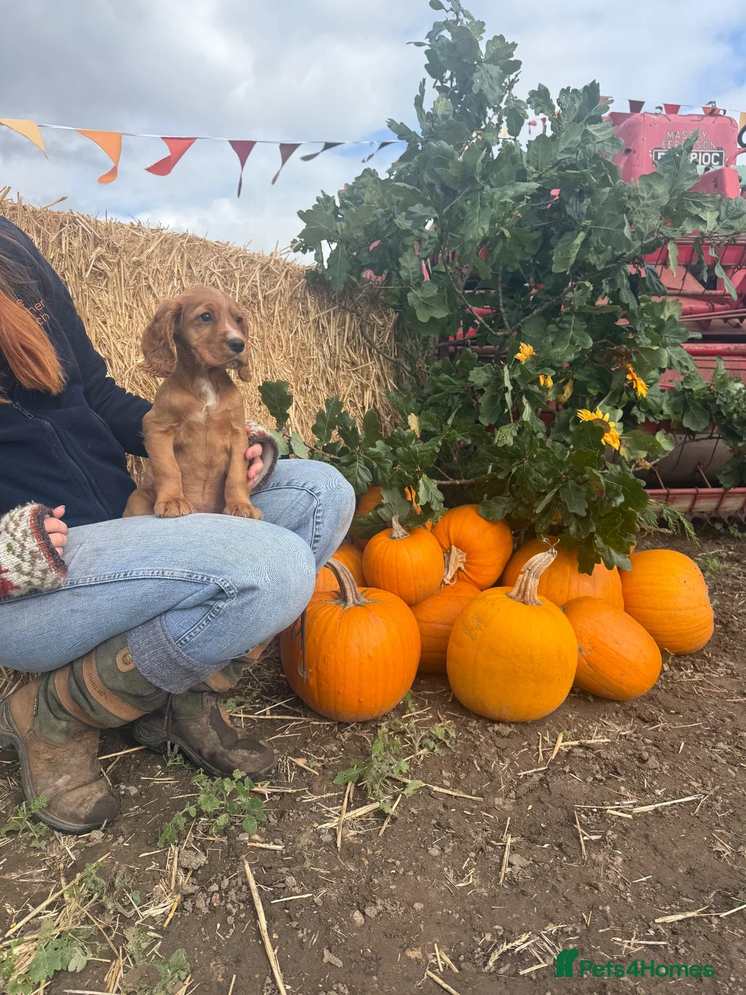 Cocker Spaniel dogs for sale: Beautiful Golden Girl  - Advert 2