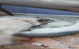 Ragdoll cats for sale: Ragdoll Kittens - Image 10