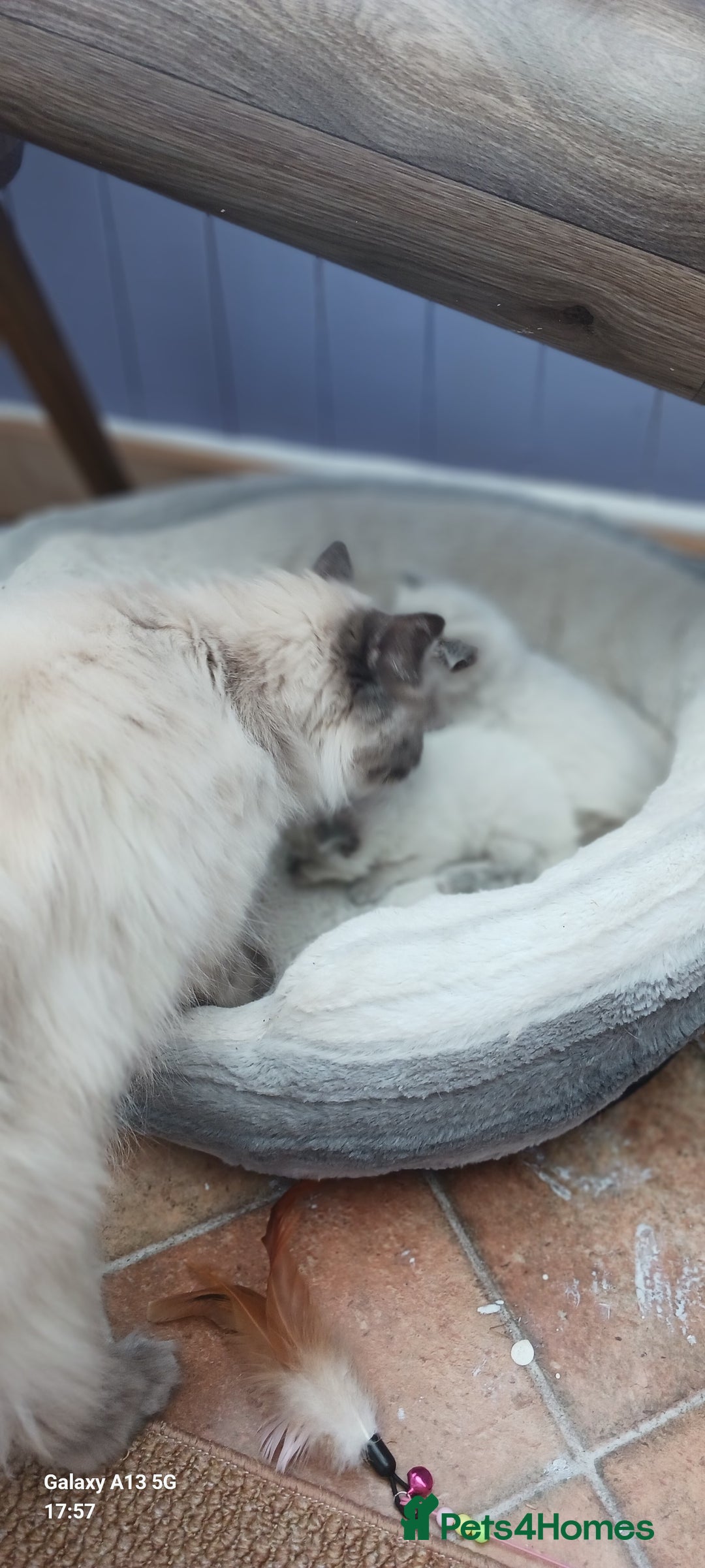 Ragdoll cats for sale: Ragdoll Kittens - Image 10