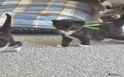 British Shorthair cats for sale: British Shorthair Mix Kittens  - Image 24