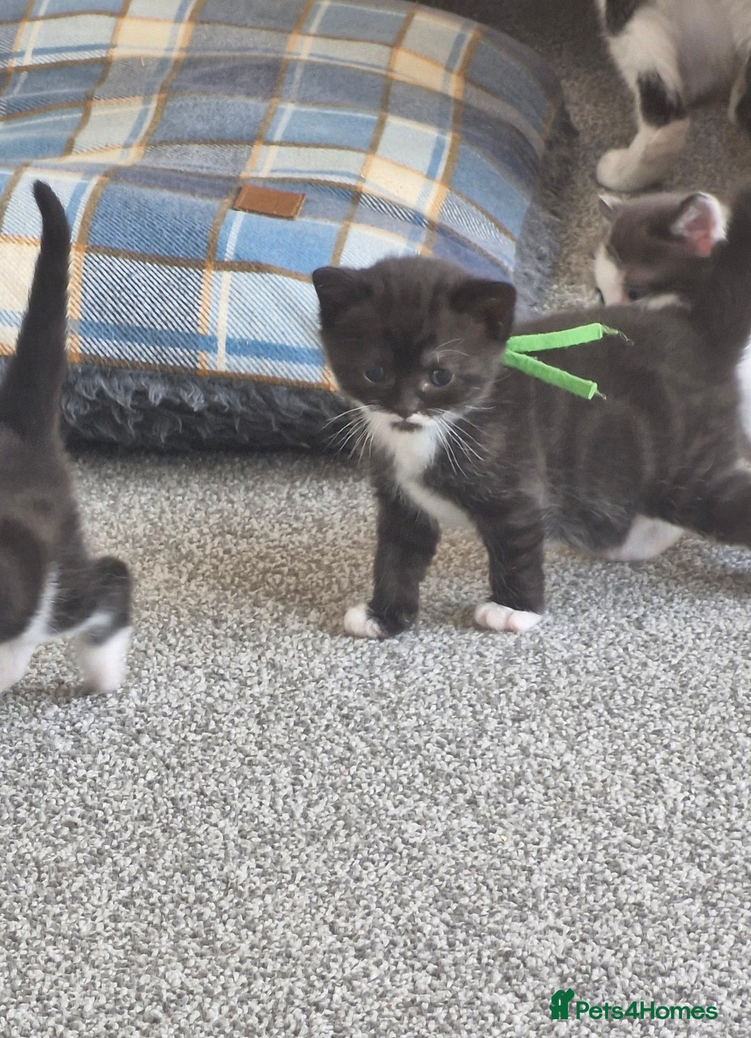 British Shorthair cats for sale: British Shorthair Mix Kittens  - Image 24