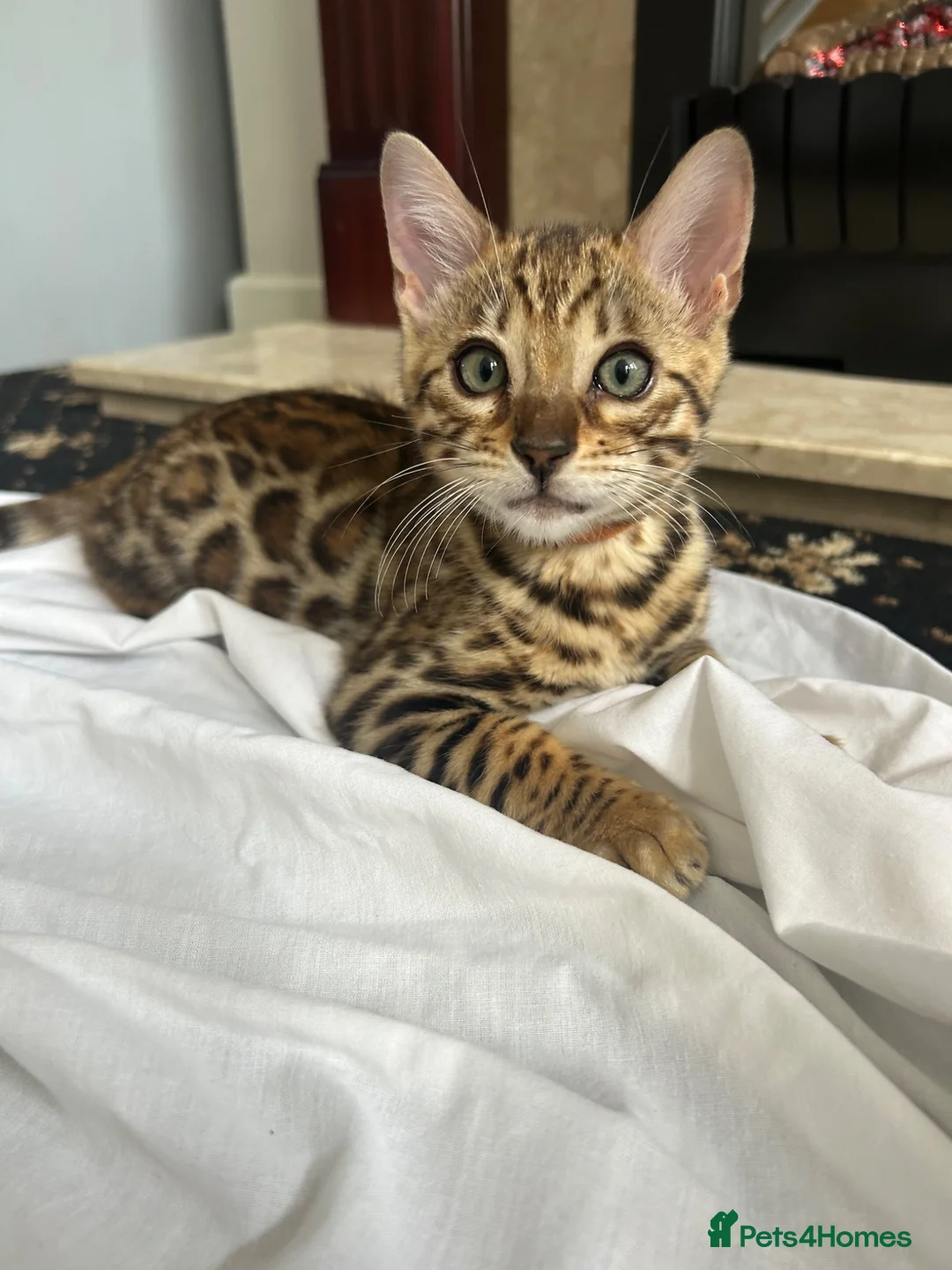 Bengal cats for sale: 2 beautiful bengal boys! - Advert 2