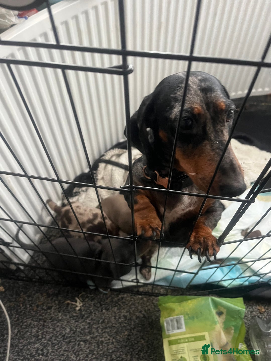 Miniature Dachshund dogs for sale: Miniature dachshund puppies - Advert 15