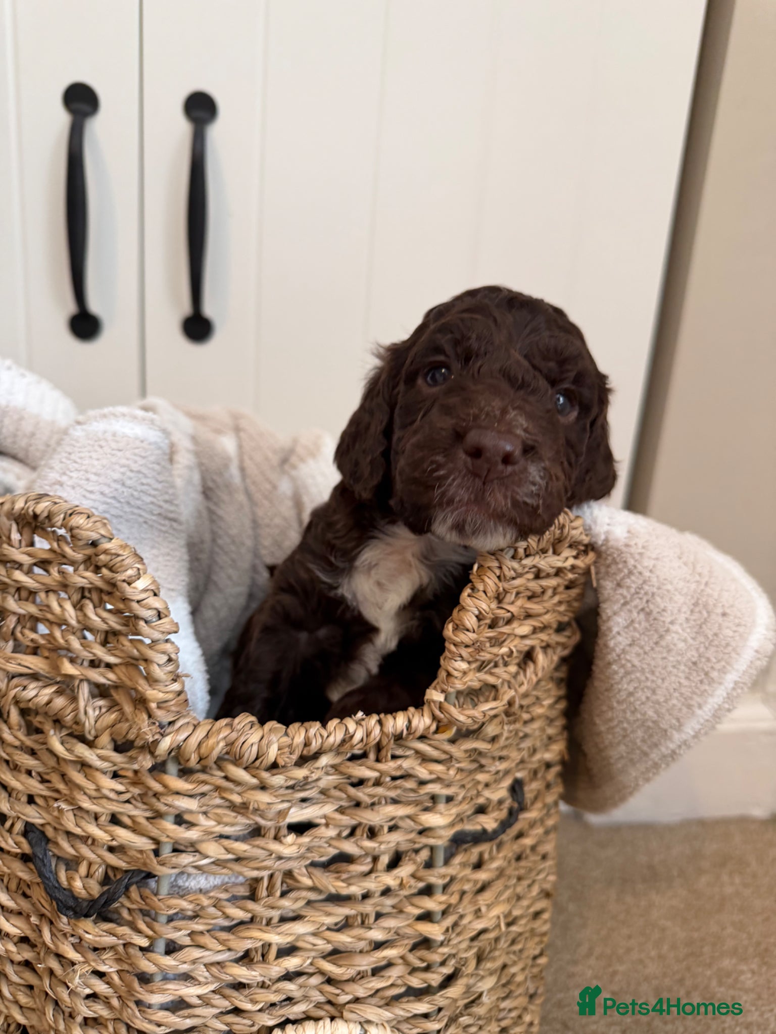 Cockapoo dogs Chocolate cockapoo boy puppy for sale  - Advert 3