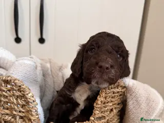 Cockapoo dogs Chocolate cockapoo boy puppy for sale - Advert 17