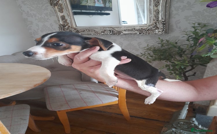 Jack Russell dogs in Halesowen - Advert 13