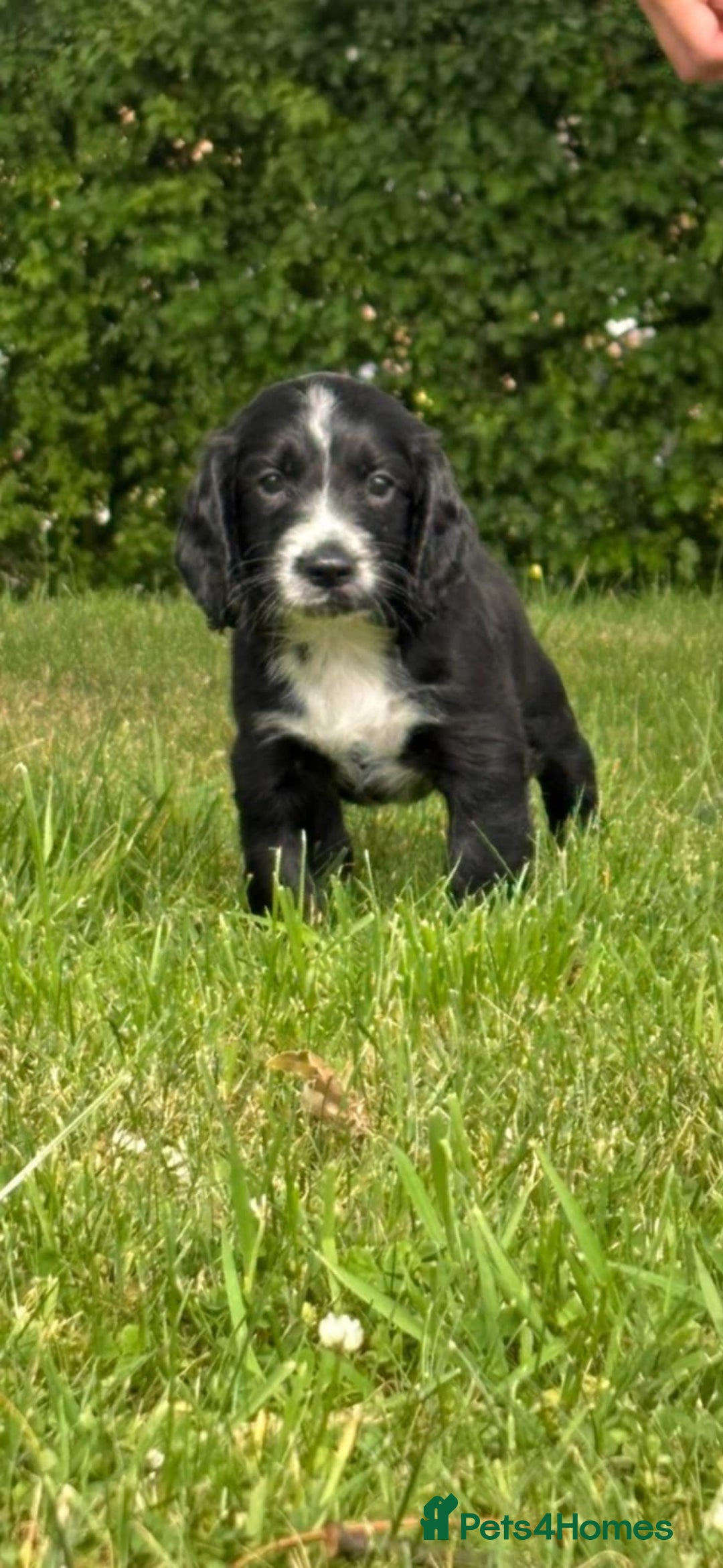 Cocker Spaniel dogs for sale: Cocker spaniel puppies  - Image 6