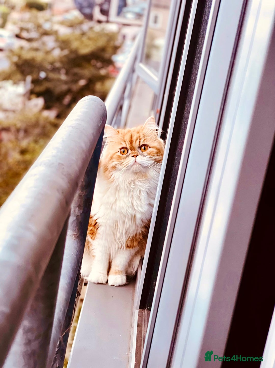 Persian cats for sale: Lovely Persian for sale  - Image 4