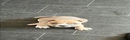 American Bully dogs for sale: Stunning chunky micro pocket Bullies  - Advert 3