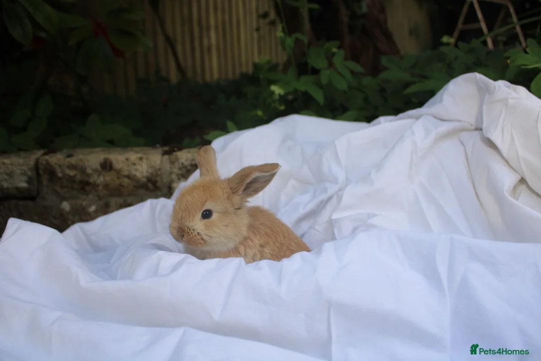 Mini Lop rabbits for sale: ✨Beautiful Mini Lop Bunnies, ready from 21st June✨ - Advert 7