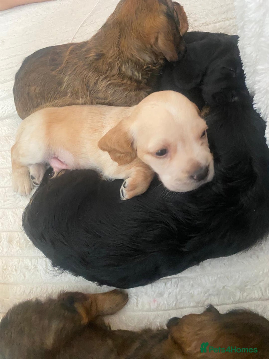Mixed Breed dogs for sale: Bassett hound - Image 7