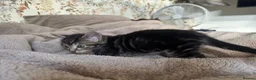 Mixed Breed cats for sale: mixed tabby kittens - Advert 14