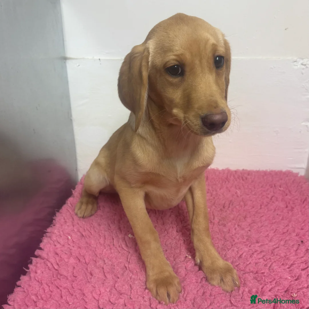 Labrador Retriever dogs for sale: 🧡 Pale Fox Red Yellow Labrador Puppies 💛 - Advert 16