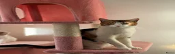 British Shorthair cats for sale:  1 year Lovely calico cat looking for a new home!! - Advert 6