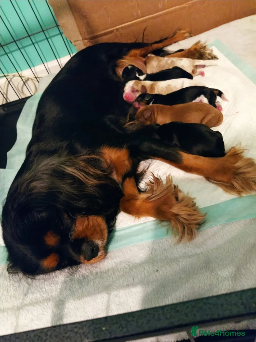 Cavalier King Charles Spaniel dogs for stud: Stunning Cavalier Stud, Elite Import. in Market Drayton - Advert 9
